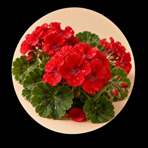géranium