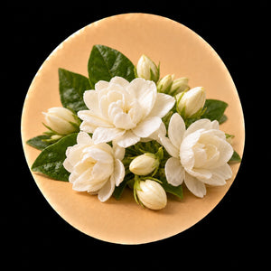 Jasmin Sambac