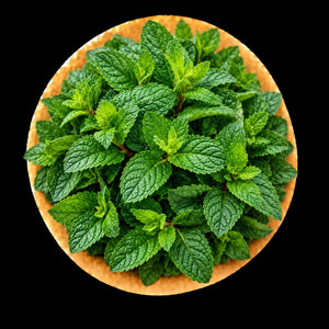 Menthe