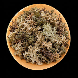 Mousse de chêne
