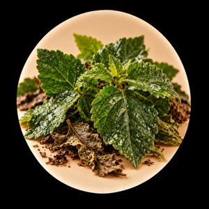 feuille de patchouli d'indonésie